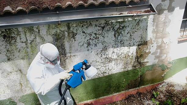 Trusted Bathroom Mold Removal service in Hallandale, FL - Cheap Mold Removal